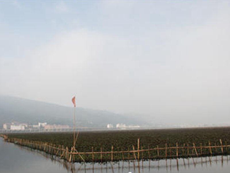 滇池圈養(yǎng)水葫蘆變寶貝，圈養(yǎng)總面積達(dá)九千畝