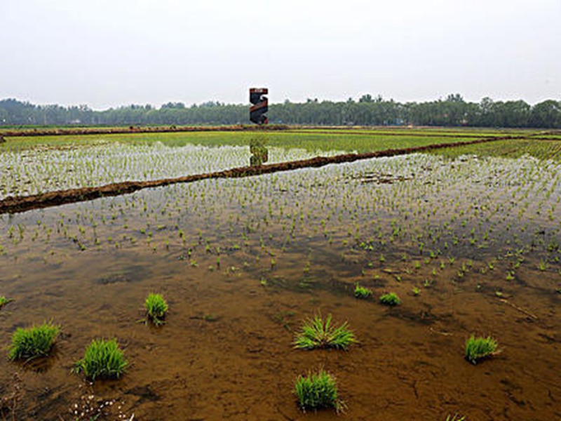 污水流經(jīng)過(guò)的京西稻產(chǎn)地發(fā)出一股惡臭味